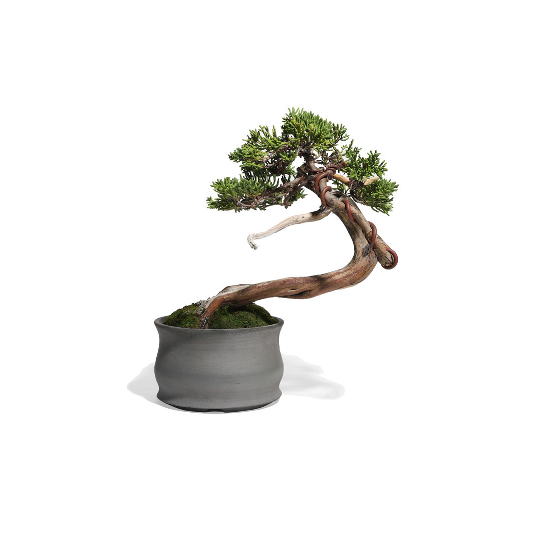B*読様 [元祖❗️サービスオークション盆栽❗️]真柏 真柏 -Japanese Juniper- （推定樹齢35年）-M0004-｜TRADMAN'S BONSAI